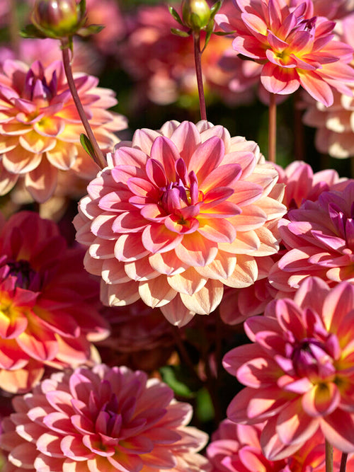 Dahlia Pacific View kopen