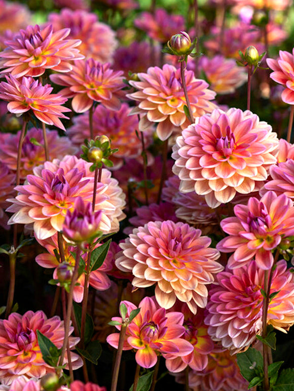 Dahlia Pacific View knollen en bollen