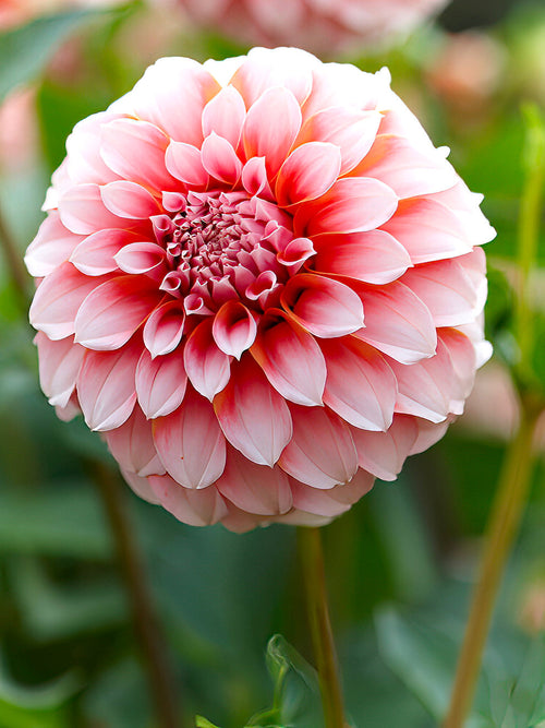 Dahlia Peaches