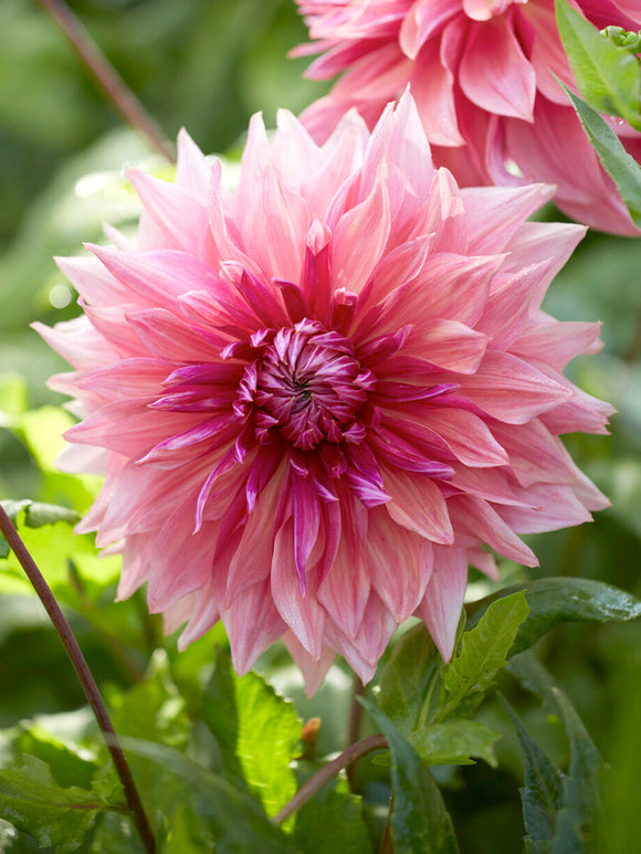 Dahlia Penhill Dark Monarch knollen, levering in het voorjaar voor voorjaarsaanplant