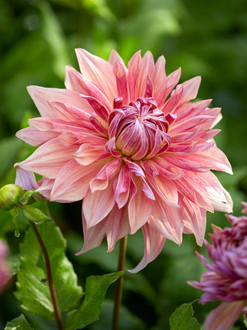 Koop Dahlia Penhill Dark Monarch knollen voor een spectaculaire zomertuin