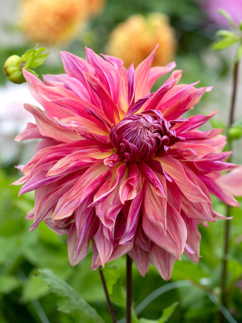 Dahlia Penhill Dark Monarch dinnerplate knollen met levering in het voorjaar