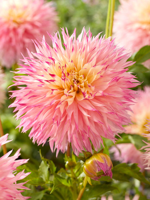 Koop Dahlia Pinelands Princess knollen voor een romantische zomertuin