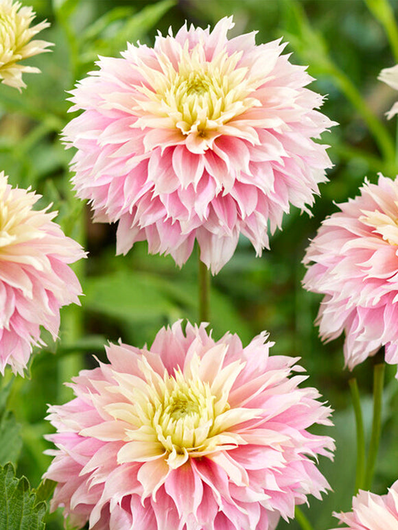 Dahlia Pink Impact bestellen