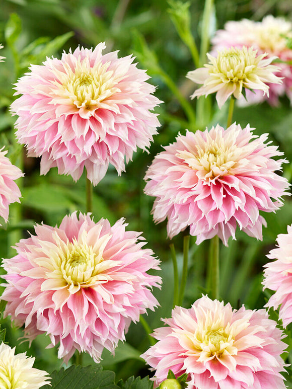 Dahlia Pink Impact dahliaknollen