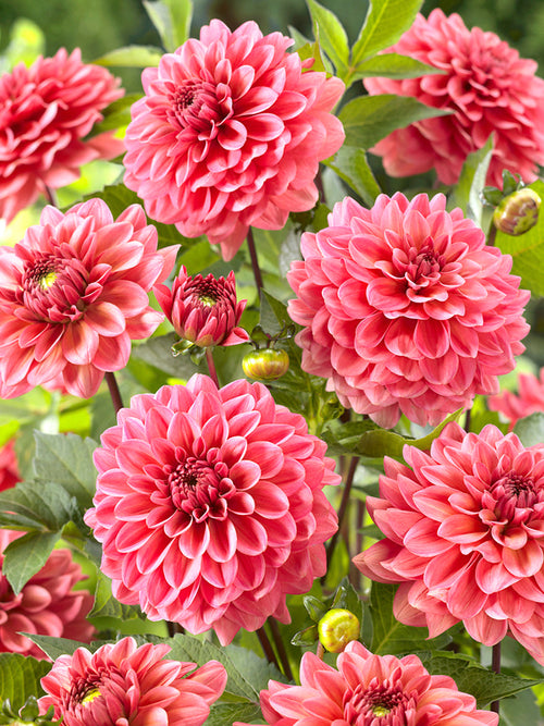 Dahlia Pink Runner bestellen