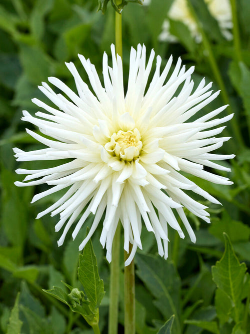 Dahlia Playa Blanca knollen, levering in het voorjaar voor voorjaarsaanplant