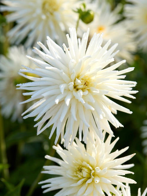 Koop Dahlia Playa Blanca knollen voor een witte zomertuin