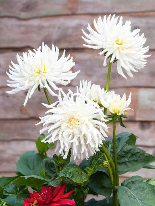 Dahlia Playa Blanca cactusdahlia knollen met levering in het voorjaar