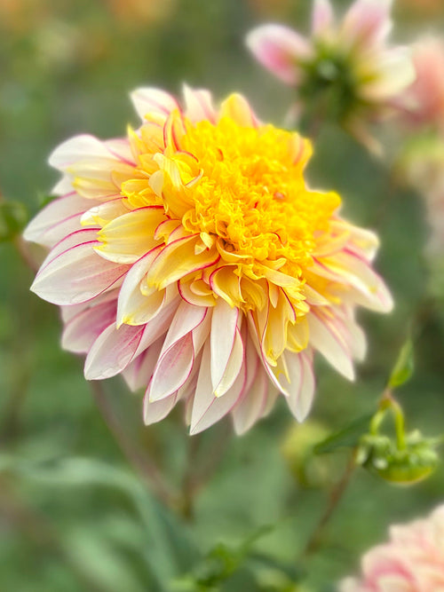 Dahlia Polka dahliaknollen kopen
