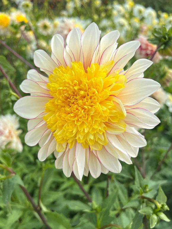 Dahlia Polka
