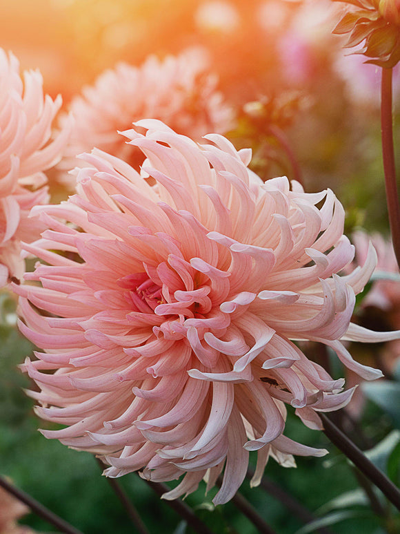 Verse Dahlia Preference knollen klaar om te planten