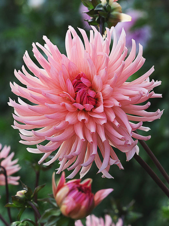 Premium Dahlia Preference knollen