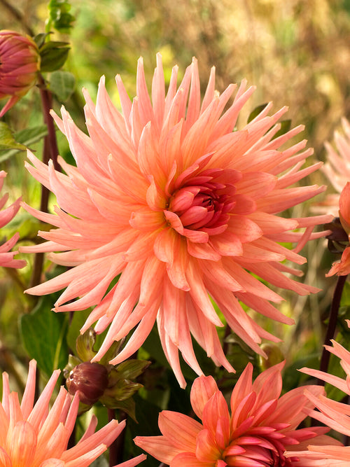 Dahlia Preference voor tuiniers