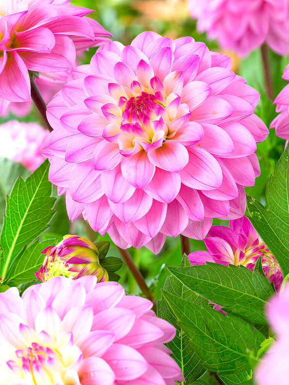 Dahlia Princess Laetitia