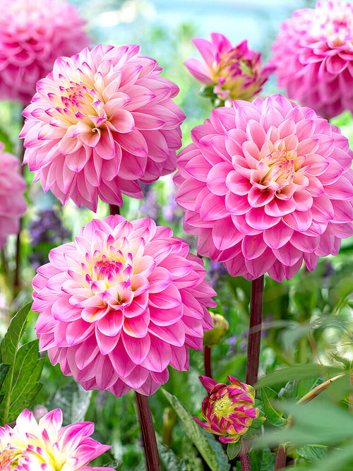 Dahlia Princess Laetitia dahliaknollen bestellen