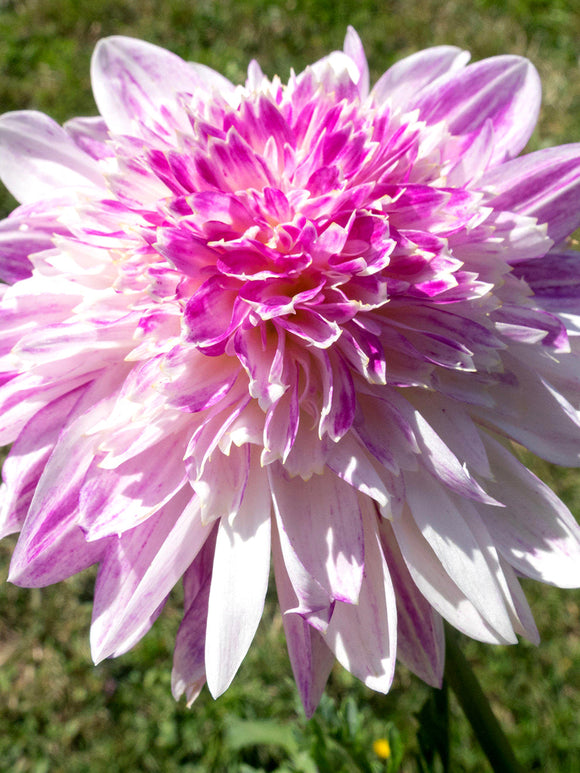 Koop Dahlia Que Sera knollen voor een kleurrijke zomertuin