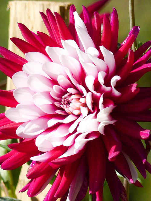 Dahlia Rebecca's World dahliaknollen kopen