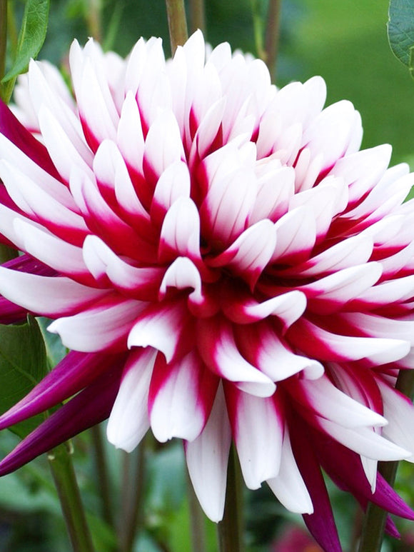 Dahlia Rebecca's World bollen kopen