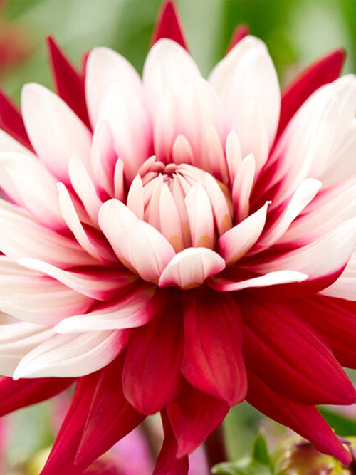 Dahlia Rebecca's World bestellen