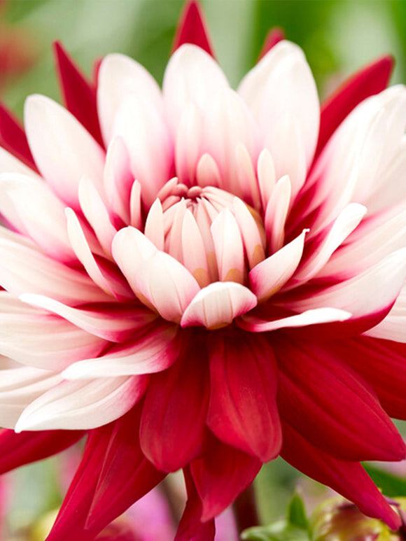 Dahlia Rebecca's World bestellen