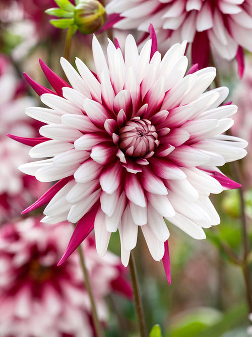 Dahlia Rebecca's World bestellen