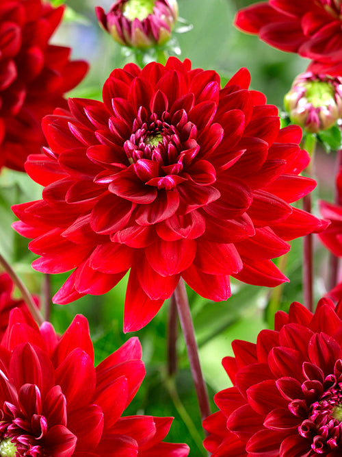Rode Dahlias Red Runner Bestellen