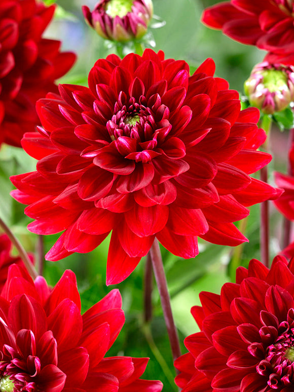 Rode Dahlias Red Runner Bestellen