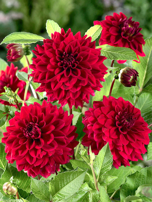 Rode Dahlia Red Runner