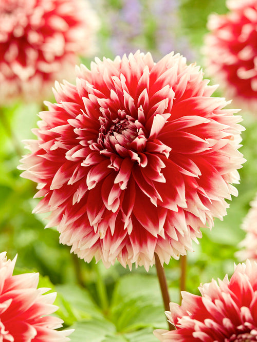 Dahlia Red and White Fubuki fimbriata knollen met levering in het voorjaar