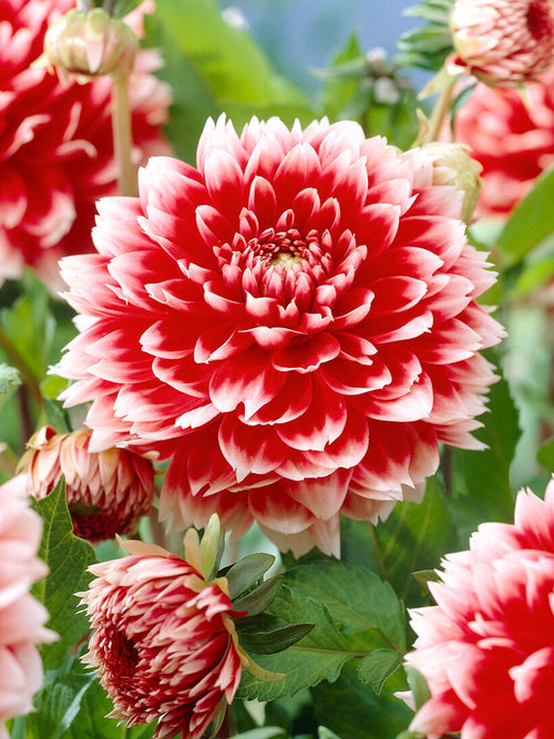 Koop Dahlia Red and White Fubuki knollen voor een kleurrijke zomertuin
