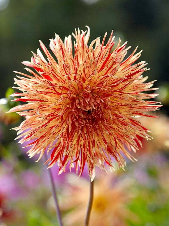Dahlia Rejman's Firecracker knollen, levering in het voorjaar voor voorjaarsaanplant