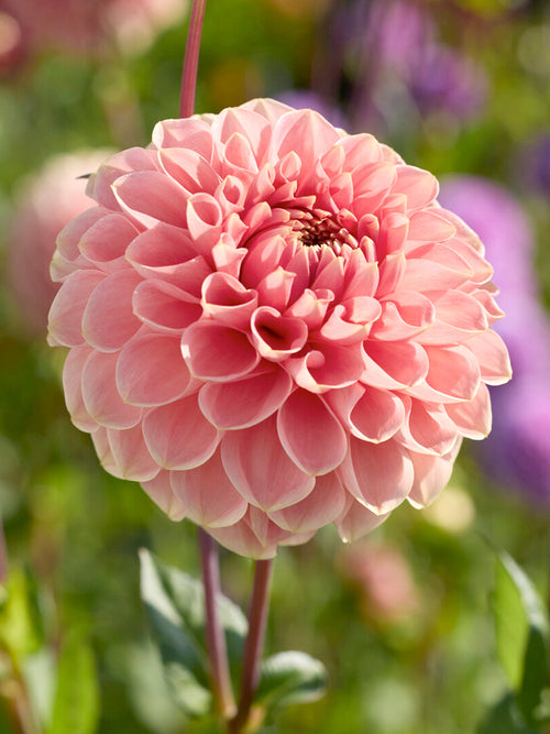 Dahlia Romance knollen, levering in het voorjaar voor voorjaarsaanplant