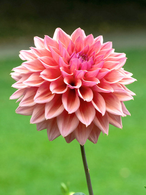 Dahlia Romance decoratieve dahlia knollen met levering in het voorjaar
