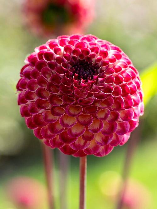 Dahlia Ryecroft Blackberry knollen, levering in het voorjaar voor voorjaarsaanplant
