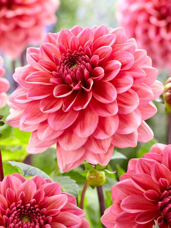 Dahlia Salmon Runner bloembollen