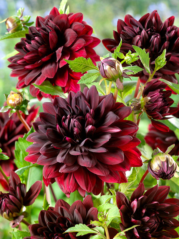 Dahlia Sam Hopkins dahliaknollen bestellen