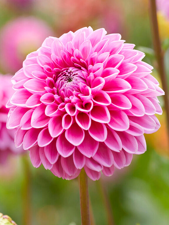 Dahlia Sandra bestellen