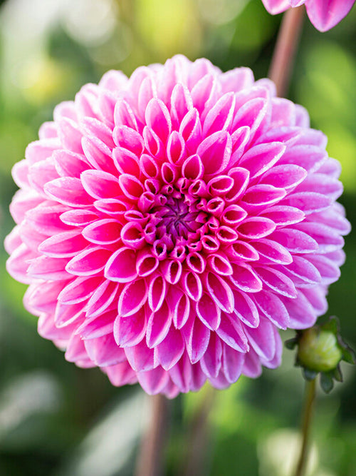 Dahlia Sandra dahliaknollen kopen