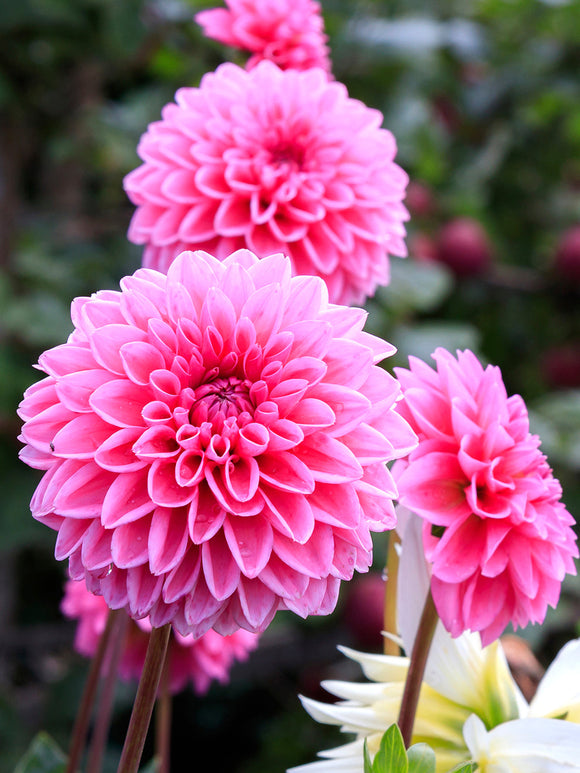 Dahlia Sandra online bestellen