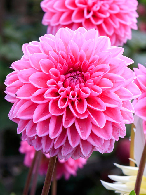 Roze Dahlia Sandra kopen