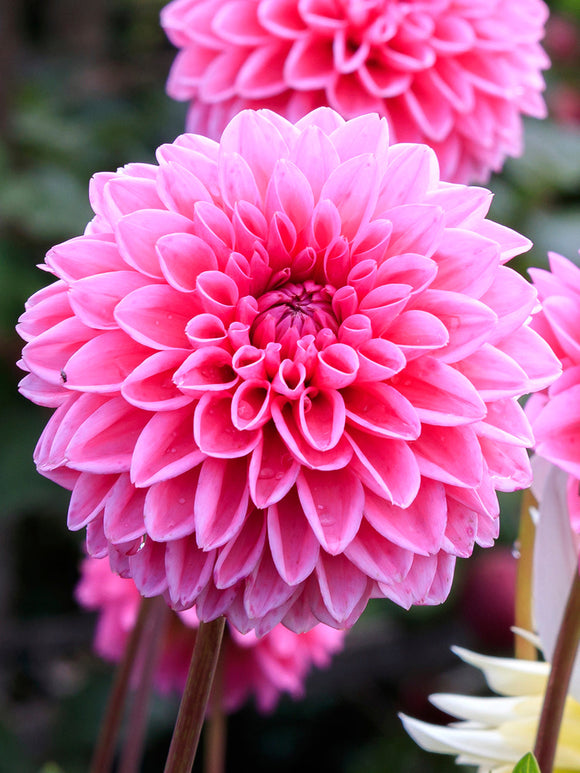 Roze Dahlia Sandra kopen
