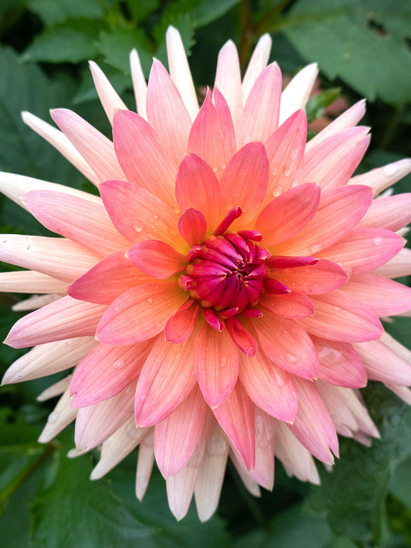 Dahlia Schneckenstein dahliaknollen