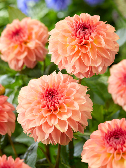 Dahlia Sebastian dahliaknollen bestellen