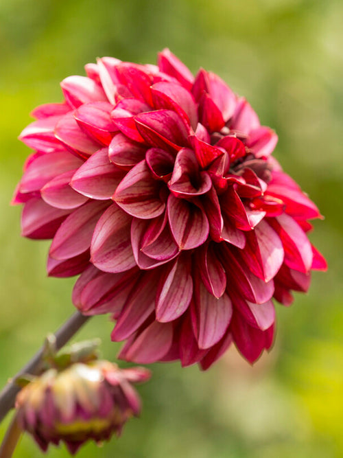 Dahliaknollen Seniors Hope kopen