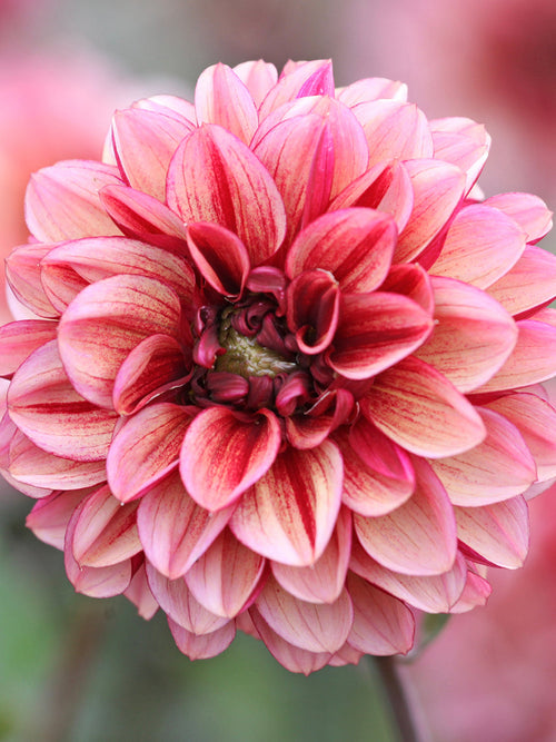 Dahlia's Seniors Hope - Dahlia bollen kopen