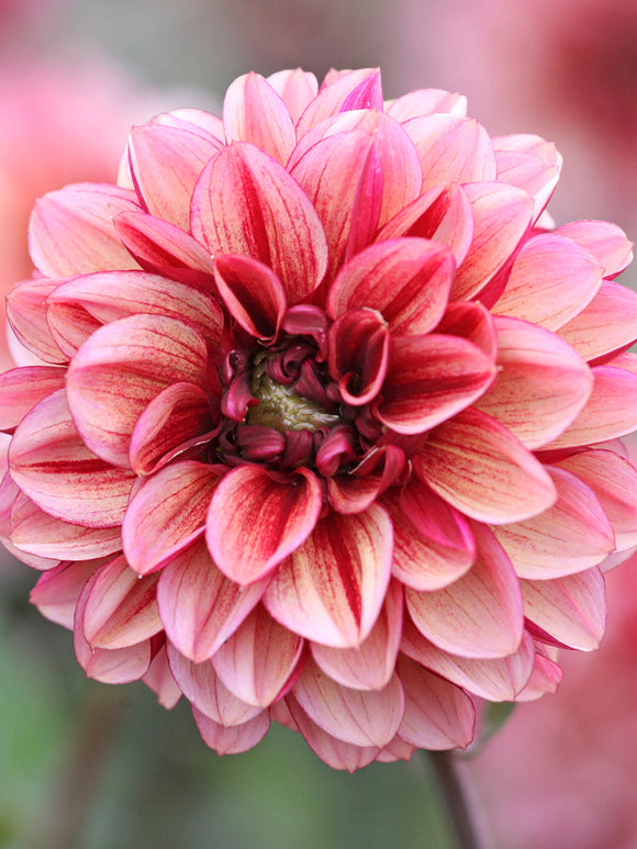 Dahlia's Seniors Hope - Dahlia bollen kopen