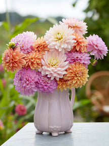 Dahlia Serene Pastel Collectie