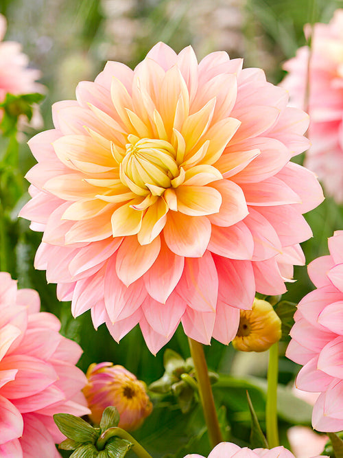 Dahlia Sheer Heaven