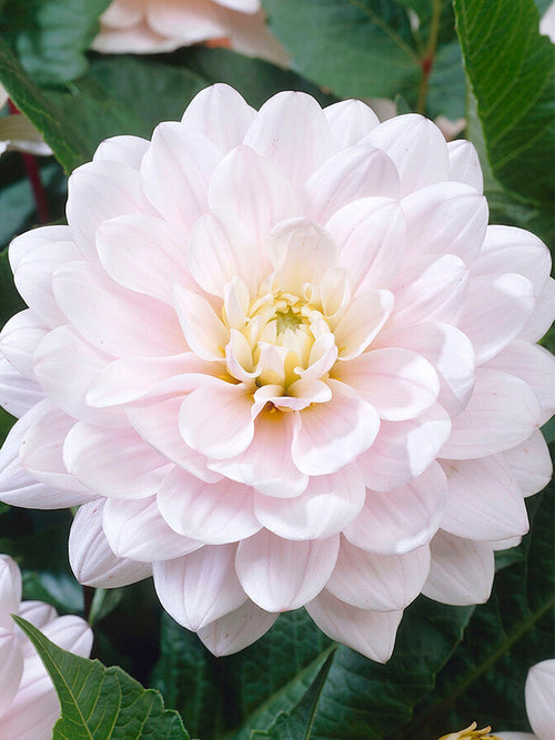 Dahlia Silver Years online kopen